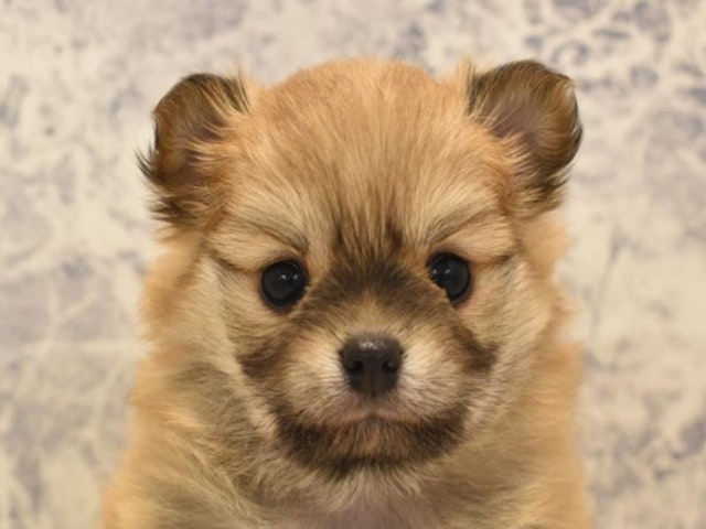 千葉県のハーフ犬 (ペッツワン船橋習志野店/2024年1月21日生まれ/女の子/オレンジ)の子犬